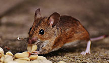 24 Hour & Emergency Exterminators in Dayton, OR